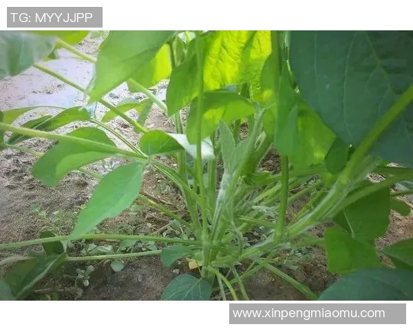 体育赛事无形产品的价值探析与市场潜力研究